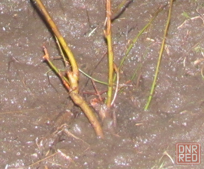 Даю "установку" ногу надо стоя Донецк - изображение 1