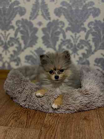 Шпиц 4 месяца Донецк