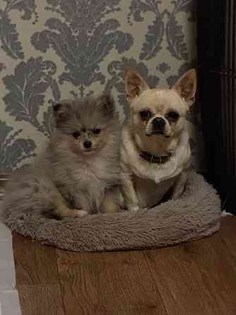 Шпиц 4 месяца Донецк