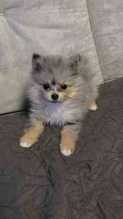 Шпиц 4 месяца Донецк