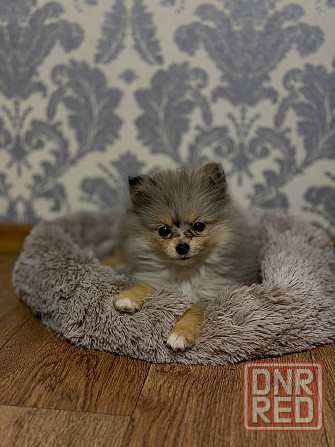 Шпиц 4 месяца Донецк - изображение 4