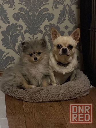 Шпиц 4 месяца Донецк - изображение 3