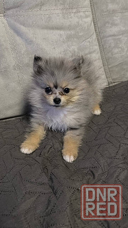 Шпиц 4 месяца Донецк - изображение 1