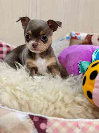 Чихуашечки зайчата Донецк