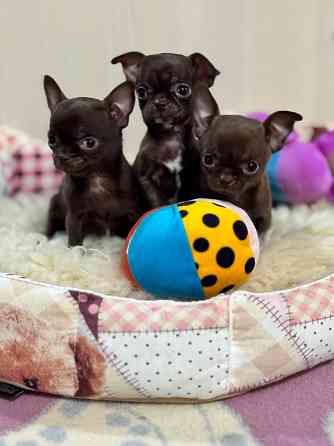 Чихуашечки зайчата Донецк