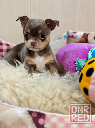 Чихуашечки зайчата Донецк - изображение 2