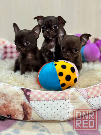 Чихуашечки зайчата Донецк - изображение 1