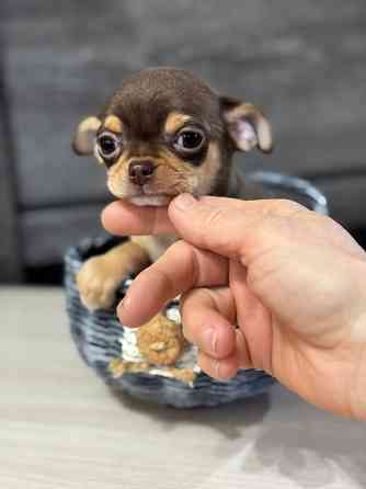 Чихуашечки Мальчики в редком окрасе Луганск