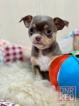 Чихуашечки Мальчики в редком окрасе Луганск - изображение 2