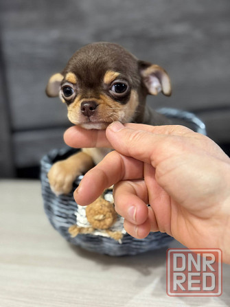 Чихуашечки Мальчики в редком окрасе Луганск - изображение 1