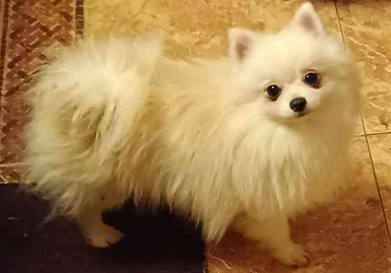 Шпицы подростки Ростов-на-Дону