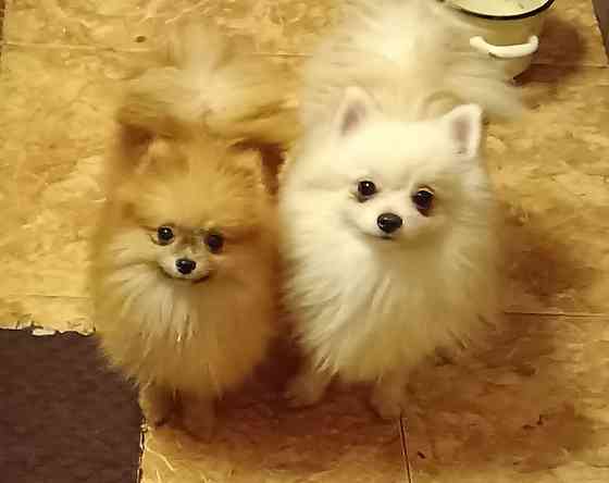 Шпицы подростки Ростов-на-Дону