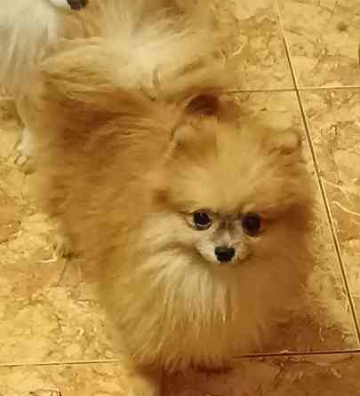 Шпицы подростки Ростов-на-Дону