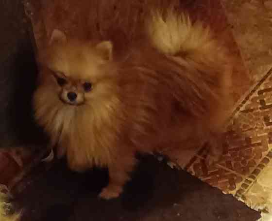 Шпицы подростки Ростов-на-Дону