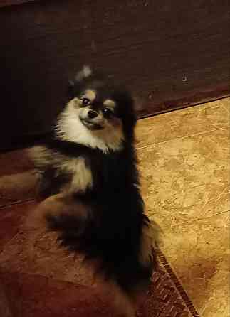 Шпицы подростки Ростов-на-Дону