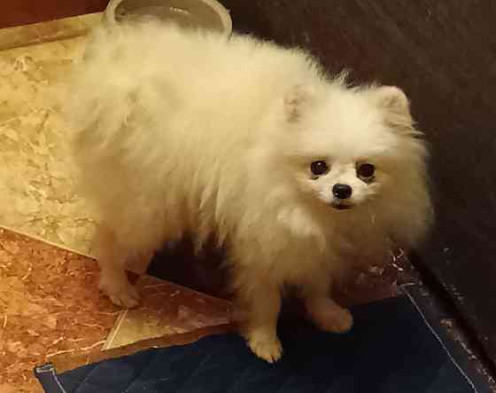 Шпицы подростки Ростов-на-Дону