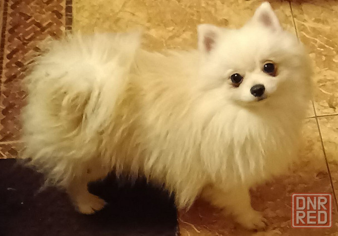 Шпицы подростки Ростов-на-Дону - изображение 2