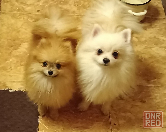 Шпицы подростки Ростов-на-Дону - изображение 6