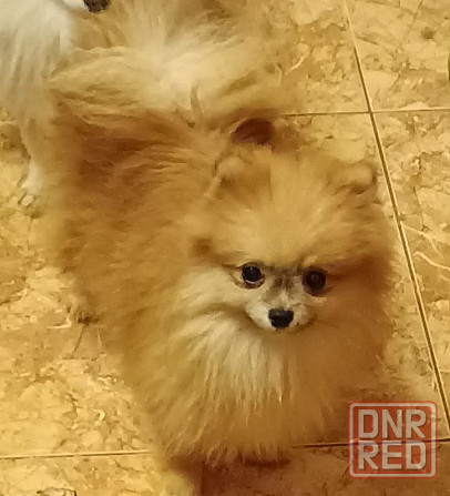 Шпицы подростки Ростов-на-Дону - изображение 4