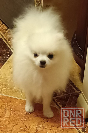 Шпицы подростки Ростов-на-Дону - изображение 7