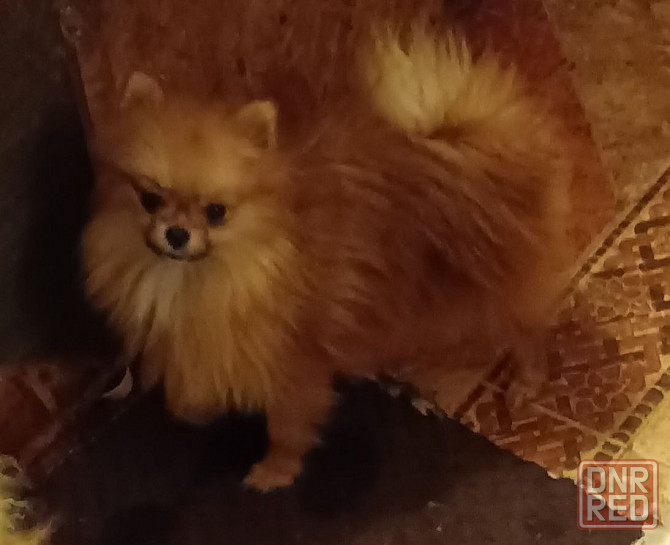 Шпицы подростки Ростов-на-Дону - изображение 1