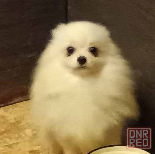 Шпицы подростки Ростов-на-Дону - изображение 8