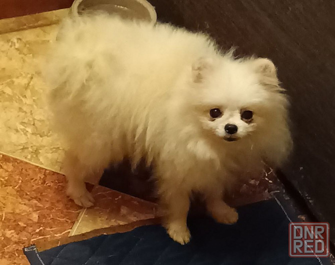 Шпицы подростки Ростов-на-Дону - изображение 5