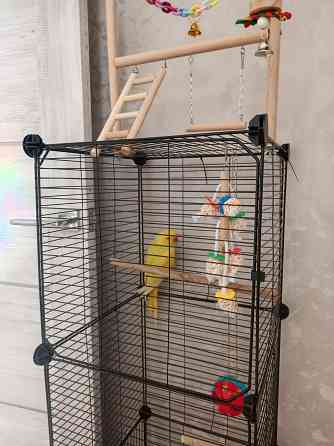 Ожереловый попугай Донецк