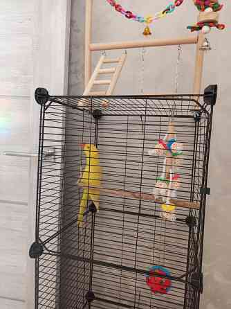 Ожереловый попугай Донецк