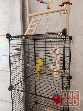 Ожереловый попугай Донецк - изображение 3