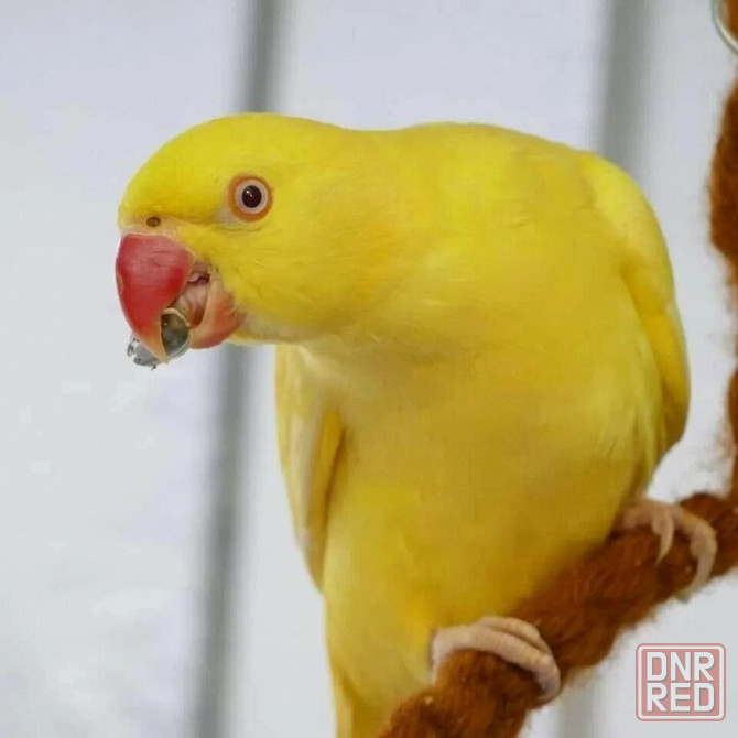 Ожереловый попугай Донецк - изображение 1