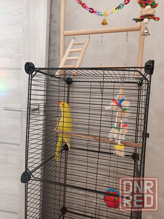 Ожереловый попугай Донецк - изображение 2