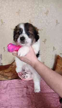 Ищу хозяина Донецк