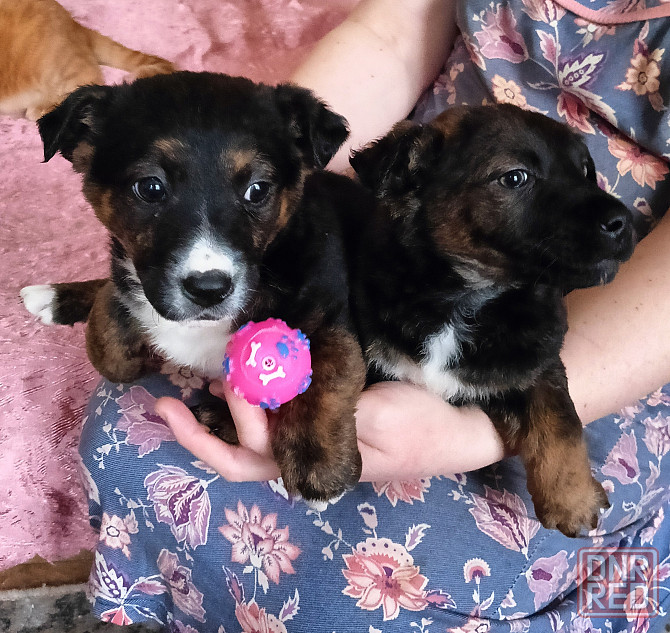 Ищу хозяина Донецк - изображение 2