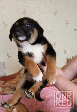 Ищу хозяина Донецк - изображение 1