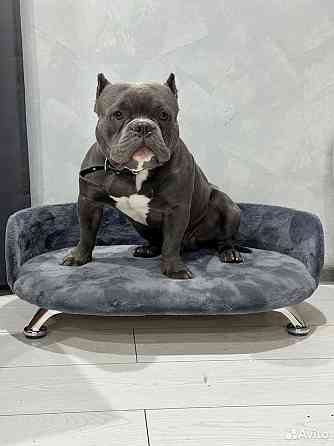 Лежанка диван, для кошек и собак Донецк