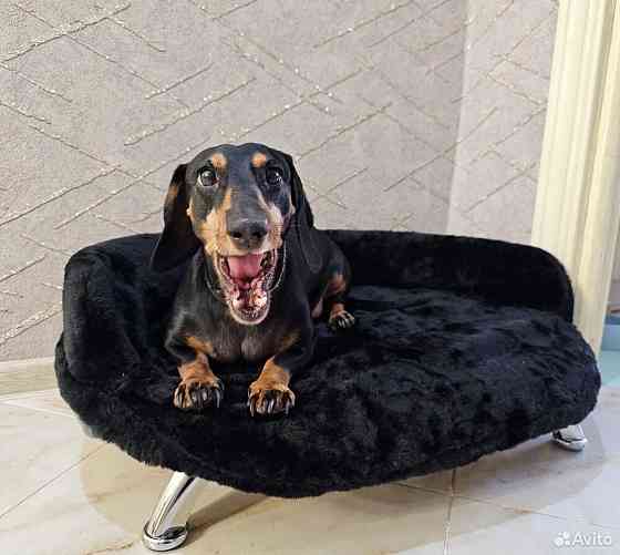 Лежанка диван, для кошек и собак Донецк