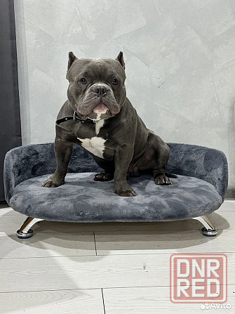 Лежанка диван, для кошек и собак Донецк - изображение 4