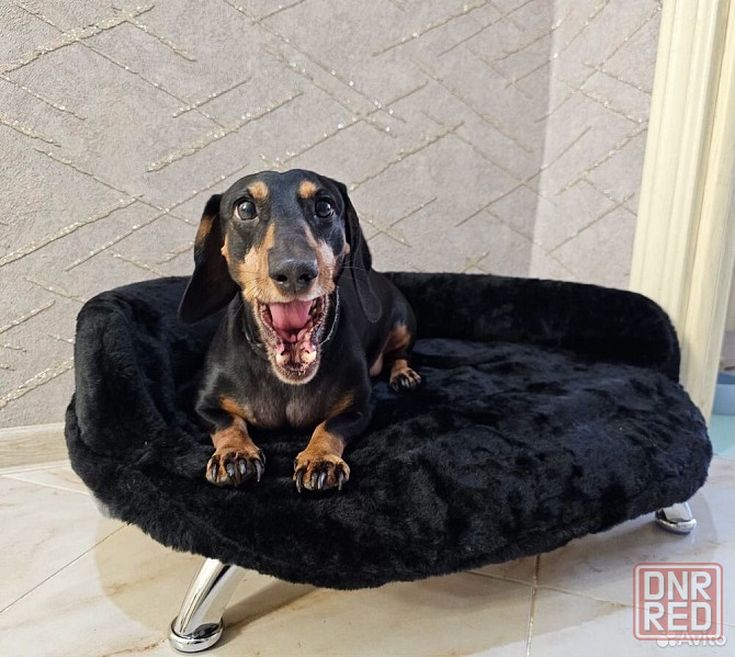 Лежанка диван, для кошек и собак Донецк - изображение 2