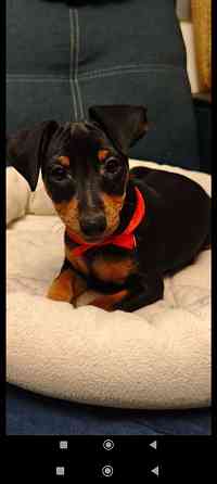 Щенок цвергпинчера 3 5 месяца Донецк