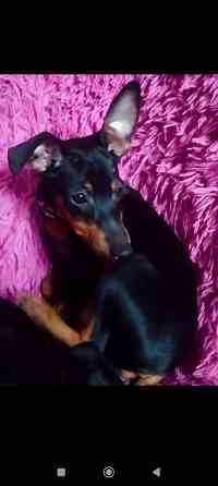 Щенок цвергпинчера 3 5 месяца Донецк