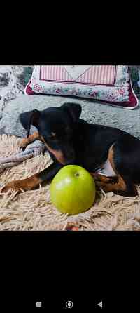 Щенок цвергпинчера 3 5 месяца Донецк