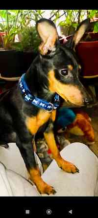 Щенок цвергпинчера 3 5 месяца Донецк