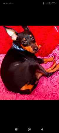 Щенок цвергпинчера 3 5 месяца Донецк