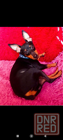 Щенок цвергпинчера 3 5 месяца Донецк - изображение 1