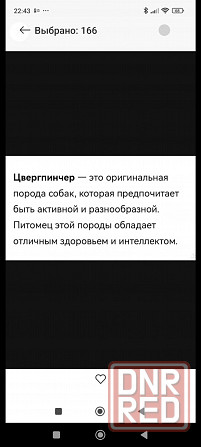 Щенок цвергпинчера 3 5 месяца Донецк - изображение 8