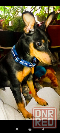 Щенок цвергпинчера 3 5 месяца Донецк - изображение 5