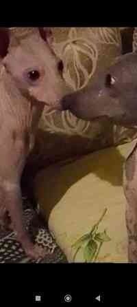 Щенки американского голого терьер мальчик и девочка Донецк