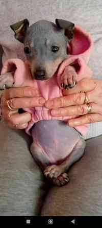 Щенки американского голого терьер мальчик и девочка Донецк