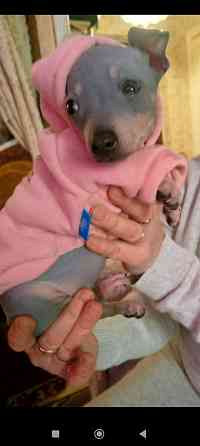 Щенки американского голого терьер мальчик и девочка Донецк